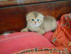 British Shorthair Kitten