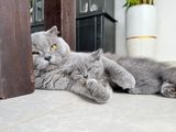 British Shorthair Cat