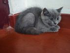 British Shorthair Cat