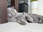 British Shorthair Cat