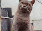 British Shorthair Cat