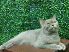 British Shorthair Cat