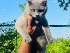 British Shorthair Cat