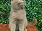 British Shorthair Cat