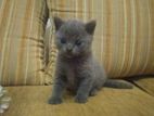 British Shorthair Cat