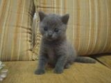 British Shorthair Cat