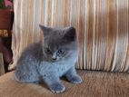 British Shorthair Kitten