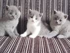 British Shorthair Cat