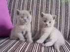 British Shorthair Kitten
