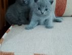 British Shorthair Cat
