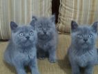 British Shorthair Cat