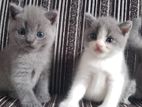 British Shorthair Cat / Kitten