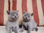 British Shorthair Cat