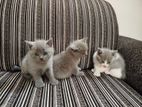 British Shorthair Ca
