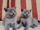 British Shorthair Cat