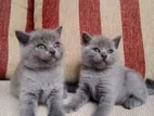 British Shorthair Cat