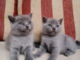 British Shorthair Cat