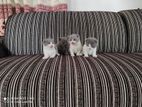 British Shorthair Kitten