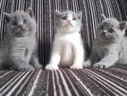 British Short Hair Cat