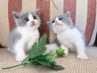 British Short Hair Cat