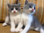 British Shorthair Cat / Kitten