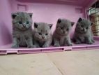 British Shorthair Cat / Kitten