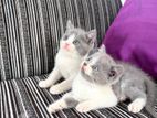 British Shorthair Cat / Kitten