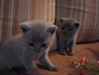 British Shorthair Cat