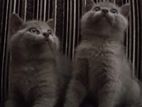 British Shorthair Cat/Kitten