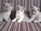 British Shorthair Cat / Kitten