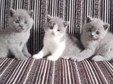 British Shorthair Cat / Kitten
