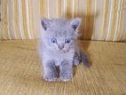 British Shorthair Cat / Kitten