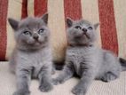 British Shorthair Cat / Kitten