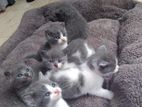 British Shorthair Cat / Kitten