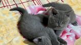 British Shorthair Cat