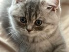 British shorthair cats