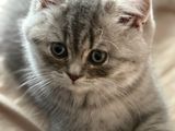 British shorthair cats