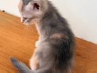 British Shorthair Cross Kitten