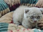 British Shorthair Female Cat