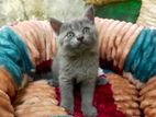 British Shorthair Female Cat