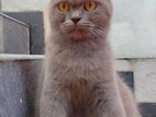 British Shorthair Female Cat
