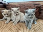 British Short Hair Female Kitten