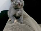 British Shorthair Female Kittens