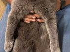 British Shorthair for Crossing