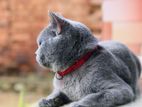 British Shorthair Cat