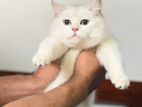 British Shorthair Cat