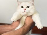 British Shorthair Cat