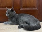 British Shorthair Cat