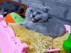 British Shorthair Kitten