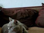 British Shorthair Cats